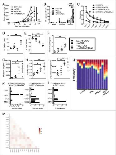 Figure 3. Dual blockade of PD1 and CTLA4 has profound anti-tumor effect on neoantigen expressing E0771-OVA tumors and has same effect on TCR repertoire. (A) E0771-OVA cells were grown subcutaneously in C57 BL/6 mice and tumor volume was measured biweekly. Mice were randomized into groups and treated with anti-PD1 and/or anti-CTLA4-IgG2 a antibodies biweekly beginning when tumors measured >100 mmCitation3 or left untreated. (B) Splenocytes from mice in (A) taken at the terminal endpoint were stimulated as indicated and IFN-γ producing cells were analyzed by ELISPOT. (C) Serum from mice in (A) taken at the terminal endpoint was analyzed by ELISA for anti-OVA antibodies. (D) CD4+ and CD8+ T cells from tumors of mice in (A) taken at the terminal endpoint were quantified by flow cytometry. (E) CD4+ FoxP3+ Tregs from tumors of mice in (A) taken at the terminal endpoint were quantified by flow cytometry. (F) Effector T cell: Treg ratio from (D) and (E) was calculated. A-E representative of 3 experiments. (G-M) High-throughput quantitative sequencing of the rearranged TCR β genes. Analyses were performed using immunoSEQ analyzer software (Adaptive Biotechnologies) and represent a single experiment. (G) Number of total productive TCR templates present in tumors. (H) Clonality score of TCRs present in tumors. (I) Number of unique TCR rearrangements present in tumors. (J) Frequency of the top ten TCR clones found in individual tumor samples. Each color (red through green) at the top of the bars represents the top 10 individual clones. The blue bar represents all remaining clones present in the sample. (K) Frequency of the top clone (left) and the OTI TCR clone (right) in each E0771-OVA tumor (L) Frequency of the top clone in each E0771 tumor (M) Similarity heat map between individual tumor samples. Dark red score of 1 is exactly the same and white score of 0 is completely dissimilar. Error bars indicate SEM. n = 5 per group for A-F; n = 3-5 per group for G-M; *P < 0.05; **P < 0.01; ***P < 0.001 by one-way ANOVA with Bonferroni's multiple comparisons test to E0771-OVA control group; P value in (C) are for both aCTLA4 and aCTLA4/aPD1 groups.