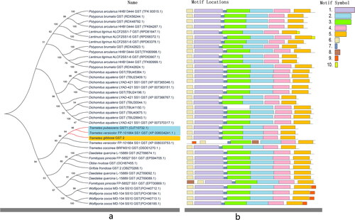 Figure 3. Phylogenetic tree and motif prediction of glutathione-S-transferase (GST) proteins sequences of various species. Orange shades represent Tg-GST 2 protein. (a) Phylogenetic tree of GSTs. The blue shadow represents two GSTs closely to Tg-GST2 protein affinities. (b) Analysis of gene structure, conserved motif elements and domains of GSTs.