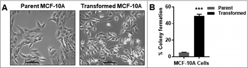 Figure 3. FGF2-tranformed MCF-10A cells are morphologically and functionally distinct from parent MCF-10A cells. (A) MCF-10A cells have epithelial-like morphology and transformed MCF-10A cells have spindle-like morphology. Transformed MCF-10A cells were obtained by treating MCF-10A cells with FGF2 in soft agar. After 14 days, a colony was isolated and cultured in traditional cell culture conditions for several passages, making transformed MCF-10A cells. Untreated transformed MCF-10A cells formed over 44% more colonies in soft agar compared to untreated parent MCF-10A cells. The percent of colony formation was calculated ([colonies counted × 100] 750 cells).