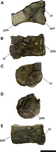 Figure 8. NHM-PV R.3426, middle caudal centrum with iguanodontian affinities (Specimen C) from the Berriasian–Barremian Salvador Formation (Massacará Group) at Mapelle Quarry (Locality 9). A, right lateral; B, left lateral; C, anterior; D, posterior; E, ventral views. Anatomical abbreviations: avh, anteroventral heel; ct, cotyle; pas, posterior articulation surface; pvh, posteroventral heel. Scale bar = 100 mm.