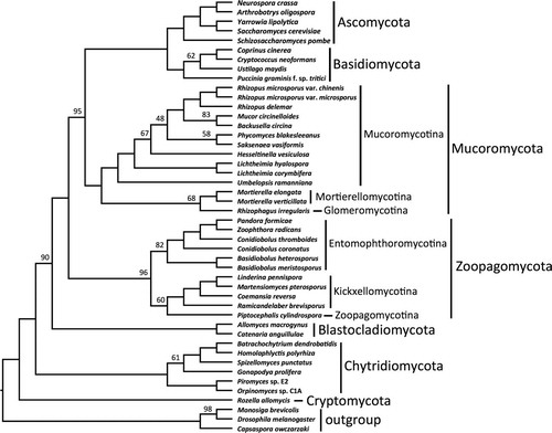 Fig. 2 ASTRAL consensus cladogram of Kingdom Fungi based on analyses of individual bootstrap trees for each of 192 conserved orthologous proteins. All branches received 100% ASTRAL branch support except where noted by number above or below respective branches.