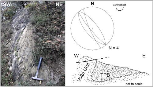 Figure 4. Steeply-dipping beds in sandstone of the Molare Formation (stereoplot shows S0 attitudes) that represent an overturned limb of a strongly asymmetric fold linked to D4 deformation. Schematic section redrawn after CitationCapponi et al. (2001); Monte Savino area (north of Sassello village).