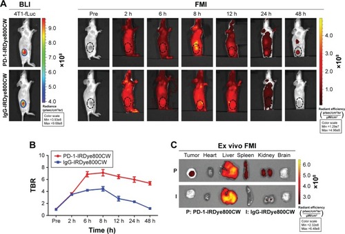 Figure 2 Analysis of PD-1-IRDye800CW biodistribution in 4T1-fLuc mammary tumor-bearing mice by FMI. (A) FMI of tumor-bearing mice injected with PD-1-IRDye800CW or IgG-IRDye800CW (n=3). BLI was used to denote the location of tumors. (B) Quantification of in vivo FMI TBR. (C) Ex vivo FMI of tumors and internal organs 8 hours after probe injection. The dotted circle indicates tumor location.Abbreviations: 4T1-fLuc, firefly luciferase reporter gene expressing 4T1; BLI, bioluminescence imaging; FMI, fluorescence molecular imaging; TBR, tumor-to-background ratio.