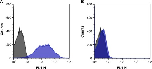 Figure 5 Histogram profiles of RBCs when incubated with QDs-anti-H.Notes: (A) O and (B) A1 RBCs are represented in blue in the histograms; control cells are represented in black. The X-axis represents FL1 filters (530 nm/15 nm) of the flow cytometer and the Y-axis represents the cell counts.Abbreviations: QDs, quantum dots; RBCs, red blood cells.