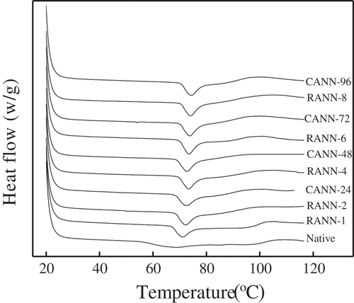 Figure 5. DSC curve of native, RANN, and CANN starch samples