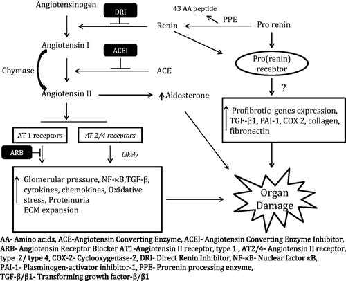 Figure 1. Schematic representation of the renin-angiotensin-aldosterone system.