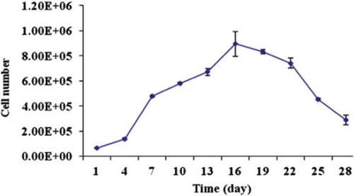 Figure 2. The number of viable co-microencapsulated cells determined by MTS assay. The capsules contain VEGF165b producing HEK293 cells and IFNα producing HEK293 cells.