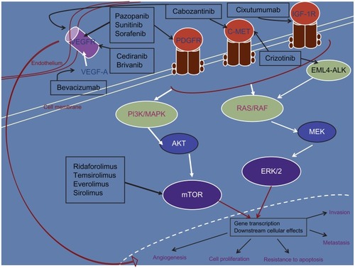 Figure 1 Molecular-targeted therapy with activity in soft-tissue sarcoma. Only the major target(s) for each of the inhibitors have been depicted.Abbreviations: VEGFR, vascular endothelial growth-factor receptor; STS, soft-tissue sarcoma; PDGFR, platelet-derived growth-factor receptor; IGF-1R, insulin-like growth factor-1 receptor; PI3K, phosphatidylinositol 3-kinase; MAPK, mitogen-activated protein kinase; EML4, echinoderm microtubule-associated protein-like 4; ALK, anaplastic lymphoma kinase; MEK, mitogen-activated protein kinase; ERK, extracellular signal-regulated kinases; AKT, protein kinase B; mTOR, mammalian target of rapamycin.