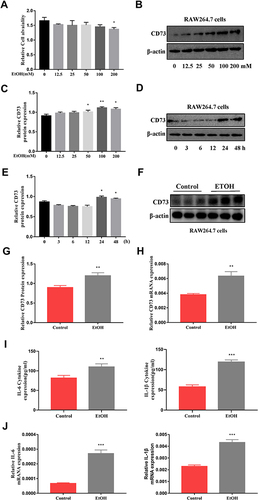 Figure 3 The expression of CD73 was increased in EtOH-primed RAW264.7 cells. (A) Effect of different concentrations of EtOH on RAW264.7 cell viability by CCK-8 assay. (B and C) The protein level of CD73 in RAW264.7 cells. *P < 0.05, **P < 0.01 compared with 0 mM. (D and E) The protein level of CD73 in RAW264.7 cells. *P < 0.05 compared with 0 h. (F and G) The protein level of CD73 in RAW264.7 cells. (H) The mRNA level of CD73 in RAW264.7 cells. (I) The release of the inflammatory cytokines IL-6 and IL-1β from RAW264.7 cells into serum was measured by ELISA. (J) The mRNA levels of IL-6 and IL-1β in the liver. **P < 0.01, ***P < 0.001 compared with the control group.