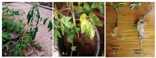 Figure 5. Effect of FOL infection on modified line leaves. (a) non-modified leaves. (b) and roots. (c) of Castle Rock cultivar
