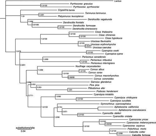 Figure 2B. Phylogeny based on Bayesian and maximum-likelihood analyses of the combined mitochondrial data set. Numbers at the nodes refer to Bayesian posterior probability/maximum-likelihood bootstrap support.