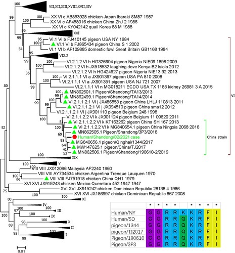 Figure 4. Phylogenetic classification of the APMV-1 virus using the full-length nucleotide sequence of the fusion gene, according to the phylogenetic classification system suggested by Dimitrov et al. [Citation21]. The patient’s APMV-1 virus clustered with pigeon strains isolated in north China and belonged to genotype VI.2.1. Pigeon strains from China were labelled with a green triangle and the patient’s APMV-1 strain was labelled with a red circle. The cleavage sites of the fusion protein were aligned for several strains shown in the bottom-right corner, from which multiple basic amino acids were observed, indicating high virulence of the patient’s strain to poultry. Strain name abbreviations: Human/NY, Avian paramyxovirus 1 from the lethal human case of pneumonia reported by Goebel, et al. [Citation15]; Human/SD, APMV-1 strain from our case occurred in Shangdong province in China; pigeon/1344, pigeon/Qinghai/1344/2017; pigeon/TJ2017, pigeon/China/TJ201; Pigeon/190610, Pigeon/Shandong/190610-2/2019; Pigeon/3P3, Pigeon/Shandong/3P3/2018.