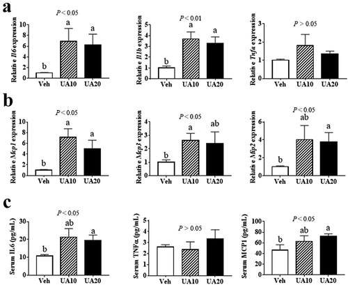Figure 2. UA promoted the expression of interleukin and chemokine genes in the adipose tissue of DIO mice. DIO mice were treated with UA or vehicle for 3 d. (a) Il6, Il1b and Tnfa expression levels in gonadal fat tissues. (b) Mcp1, Mcp3 and Mip2 expression levels in gonadal fat tissues. (c) Concentrations of IL6, TNFα and MCP1 in mouse serum. N = 5 mice per group. P values in the bar graph represent the results of one-way ANOVA analysis. Different letters of a and b on the bars indicate significant difference among the groups