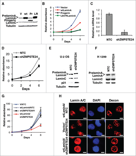 Figure 1. Accumulation of lamin (A) in the nuclear envelope inhibits cancer cell growth. (A) Immunoblot for lamin A/C of U-2 OS cells expressing vector (V), wild type lamin A (wt), progerin (Pr) or L647R lamin A (LR). (B) Growth curves of U-2 OS cells expressing vector, progerin, L647R lamin A or wild type lamin A (wtLaminA). Cells were plated in triplicate 4 d after infection with a retroviral vector expressing wtLamin A, progerin, or L647R lamin A mutant. Relative cell numbers were estimated from a crystal violet staining assay. (C) qPCR showing ZMPSTE24 mRNA levels of U-2 OS cells with a control shRNA (NTC) or shZMPSTE24. (D) Growth curves of U-2 OS cells expressing shZMPSTE24 or NTC. (E) Immunoblots for the indicated proteins of U-2 OS cells and (F) H 1299 with a control shRNA (NTC) or shZMPSTE24. (G) Growth curves of H 1299 cells expressing wild type lamin A and NTC (wtLaminA/NTC), shZMPSTE24 and vector (shZMPSTE24/V), or wild type lamin A and shZMPSTE24 (wtLaminA/shZMPSTE24). (H) Immunofluorescence images of H 1299 cells expressing the vectors indicated in (G). Magnification = 10 μm.