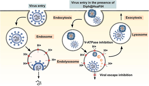 Scheme 1 Depiction of entry and endosomal escape of an enveloped virus with or without the presence of Diph@HsaFtH.