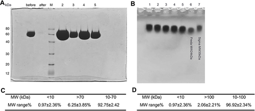 Figure 1 Determination of B-HA production conditions and measurement of the molecular weight distribution. (A) SDS-PAGE detection of purified recombinant human hyaluronidase PH20. (B) HA raw material and recombinant human hyaluronidase PH20 were cultured for 30 min (lane 1), 1 hour (lane 2), 2 hours (lane 3), 3 hours (lane 4) and 4 hours (lane 5). The samples were electrophoresed for 20 min. Lane 6 and lane 7 were standards for 24 kDa and 35 kDa HA fragments, respectively. (C) Molecular weight distribution results, 10–70 kDa for 6 batches of B-HA products detected by MALLS-GPC. (D) Molecular weight distribution results, 10–100 kDa for 6 batches of B-HA products detected by MALLS-GPC.