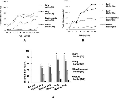 Figure 3 Effects of FLC/PAB alone on biofilm formation at different stages. (A) The inhibition of FLC alone against biofilm formation. (B) The inhibition of PAB alone against biofilm formation. 0, 2, 6 and 24 h represent the time point of starting to add drug intervention in the process of biofilm formation. Early biofilm (0h): C. tropicalis cells were incubated continuously in the presence of FLC/PAB at 37°C for 48 h. Early biofilm (2h): C. tropicalis cells were allowed to adhere for 2 h then FLC/PAB was added and incubated further for 48 h. Developmental biofilm (6h): C. tropicalis cells grew for 6 hours to form metaphase biofilm, and then FLC/PAB was added to incubate further for 48 h. Mature biofilm (24h): After growing for 24 hours to form mature biofilm, C. tropicalis cells were treated with FLC/PAB for another 24 h. (C) The control group was free of antifungal agents, accepted as 0% inhibition. *p < 0.05, compared with the control.