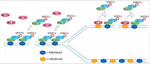 Figure 6. H4K20me2 levels control DNA repair pathway choice. 53BP1 forms foci at DSBs by simultaneous binding to ubiquitinated lysine 15 of histone H2A (H2AK15ub; not represented in the model) and di-methylated lysine of histone H4 (H4K20me2), using respectively a ubiquitin dependent recruitment domain (UDR) and a tandem tudor domain. The single disruption of one of the 2 binding sites completely abolishes 53BP1 foci formation. H2AK15ub is specifically induced at DSBs, ensuring the binding of 53BP1 exclusively at sites of damage, while H4K20me2 is present in more than 90% of the nucleosomes of non-replicated DNA, which indicates that it is not induced for the formation of 53BP1 foci. However, H4K20me2 plays a critical role for the choice of the correct DNA repair pathway depending on the replication state of DNA. In non-replicated DNA, all the nucleosomes bear H4K20me2 and thereby present the binding site for 53BP1, which in complex with RIF1 and MAD2L2, leaves no access points for BRCA1. FRAP experiments show that 80% of 53BP1 molecules at foci dynamically exchange with the nucleoplasmic pool within 30 min after photo-bleaching. In replicated DNA, H4K20me2 nucleosomes are flanked by newly synthesized nucleosomes with unmodified lysine 20 of histone H4 (H4K20me0). This opens breaches for the access of BRCA1 to the chromatin that by ubiquitination of lysine 125, 127, and 129 of histone H2A modifies the binding site for 53BP1, inhibiting the rebinding of 53BP1 from the nucleoplasmic pool and, thus, leading to its consequent release.