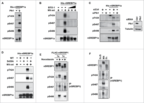 Figure 2. Plk1 phosphorylates T424, S467 and S486 in nuclear SREBP1 during mitosis. (A) In vitro kinase assay with recombinant nSREBP1a and Plk1. The levels and phosphorylation (pT424, pS467 and pS486) of nSREBP1a were monitored by Western blotting. (B) Recombinant nSREBP1a was used in in vitro kinase assays with mitotic HeLa extracts (Mit) in the absence or presence of the Plk1 inhibitor BTO-1 (5, 10 and 25 μM). The levels and phosphorylation (pT424, pS467 and pS486) of nSREBP1a were monitored by Western blotting. (C) Recombinant nSREBP1a was used in in vitro kinase assays with extracts from HeLa cells transfected with either control or Plk1 siRNA. The levels and phosphorylation (pT424, pS467 and pS486) of nSREBP1a were monitored by Western blotting (left panel). The efficiency of the Plk1 knockdown was monitored by Western blotting, with α-tubulin serving as a loading control (right panel). (D) Recombinant nSREBP1a, either WT or the S439A mutant, was used in in vitro kinase assays with mitotic HeLa extracts. The levels and phosphorylation (pT424, pS467 and pS486) of nSREBP1a were monitored by Western blotting. (E) HEK293 cells were transfected with nSREBP1a or nSREBP1c and left untreated or treated with nocodazole. After immunoprecipitation, the levels and phosphorylation (pT424, pS467 and pS486) of the respective nSREBP1 protein were determined by Western blotting. (F) HeLa cells were synchronized at the G1/S transition by a double-thymidine protocol. Cells were collected after the second thymidine block (G1/S) or 14 h after the release into either nocodazole-containing media (Mit) or normal media (G1). The levels and phosphorylation (pT424, pS467 and pS486) of nSREBP1 were determined by Western blotting following immunoprecipitation of SREBP1.