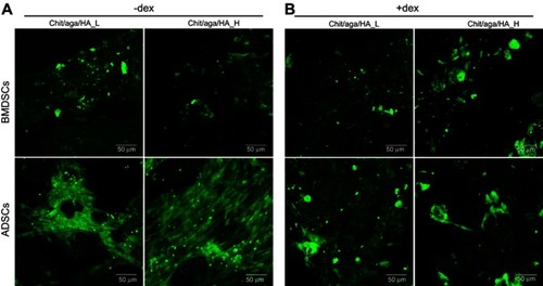 Figure 10 CLSM images showing immunofluorescent staining of Runx2 in the MSCs cultured on the surface of developed scaffolds and maintained in osteogenic medium without dexamethasone (-dex) (A) and in osteogenic medium with dexamethasone (+dex) (B); Runx2 – green fluorescence, magnification 400x, scale bar =50 µm.Abbreviations: CLSM, confocal laser scanning microscope; ECM, extracellular matrix; MSCs, mesenchymal stem cells; BMDSCs, bone marrow-derived mesenchymal stem cells; ADSCs, adipose tissue-derived mesenchymal stem cells; chit/aga/HA_L, chitosan/agarose/nanohydroxyapatite scaffolds with low [40 wt%] nanohydroxyapatite content; chit/aga/HA_H, chitosan/agarose/nanohydroxyapatite scaffolds with high [70 wt%] nanohydroxyapatite content.