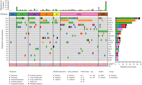 Figure 5 Comprehensive molecular profiles of different pathological subtypes.