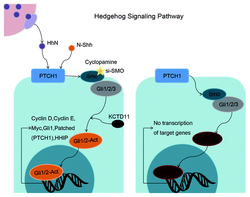 Figure 1. Schematic representation of the Hh signaling pathway in the balance between on-state and off-state. Activated Gli1/2, downstream of Smo, regulate target genes of Hh signaling pathway including cyclin D, cyclin E, Myc, Gli1, and PTCH1. Cyclopamine or si-SMO (targeting Smo) blocks the functions of downstream Gli activators, resulting in inhibition of tumor cells.