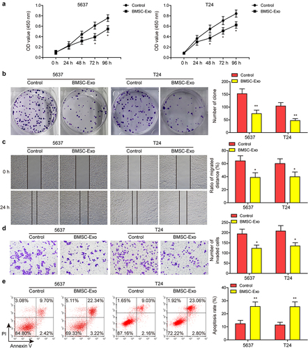 Figure 2. BMSC-derived exosomes suppressed the malignant phenotypes of BC cells.(a) surface markers of BMSC including CD34, CD45, CD29, CD44, and CD106, were detected through flow cytometry. (b) morphology of BMSC-derived exosomes was detected by transmission electron microscopy. (c) positive markers (CD9, CD63, and CD81) and negative marker (calnexin) of exosomes were tested by western blot. (d) NTA was performed to detect the size of the particles. (e) cellular internalization of BMSC-derived exosomes into 5637 cells was detected by confocal microscopy. Scale bar: 50 μm.