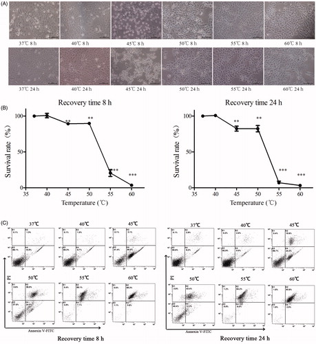 Figure 1. Heat caused death of A431 cells in a temperature-dependent manner. A431 cells were treated under different temperatures (37–60 °C) for 10 min and recovered for 8 h or 24 h at 37 °C, and then imaged by inverted microscope (A), analysed by CCK8 assay (B), and analysed by flow cytometry with Annexin V/PI staining (C). Statistical analysis was performed by t-test; *p < 0.05, **p < 0.01, ***p < 0.001, ns: not statistically significant.