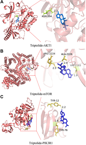 Figure 5 Molecular docking of triptolide with AKT1 (A), mTOR (B), and PIK3R1 (C) shown as 3D diagrams. The number indicates the length of the hydrogen bond.