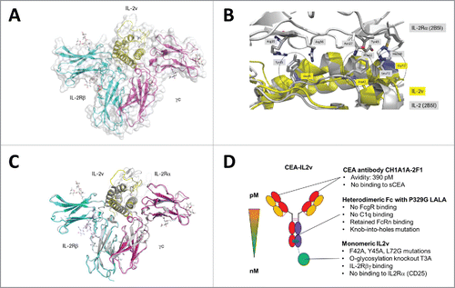 Figure 1. (A) IL2v/IL-2Rβγ complex structure. IL2v is shown yellow, the mutations in blue. The IL-2Rβ chain is colored in cyan and the γc chain in magenta. (B) Close-up view onto the loop region between helix A and helix B and the binding site of IL-2 with IL-2Rα. The picture shows an overlay of the IL2v-IL-2Rβγ (yellow) structure with 2B5I (gray representation). Mutations in the two hydrophobic patches with F42A, Y45A and L72G are highlighted in blue and circled. (C) Superposition of all atoms of IL2v-IL-2Rβγ with the quaternary complex IL-2, IL-2Rα, IL-2Rβ, γc (2erj). IL2v-IL-2Rβγ is colored as in Fig. 1A. 2B5I is shown in gray. (D) Schematic representation of CEA-IL2v and its key design features.