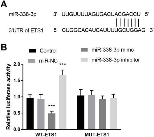 Figure 5 (A) The binding region between ETS1 and miR-338-3p. (B) The consequence of luciferase assay uncovered ETS1 was a target of miR-338-3p. ***P < 0.001.