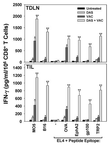 Figure 4. Combined DAS + VAC therapy promotes a broader therapeutic CD8+ T cell repertoire in the tumor-draining lymph node and the tumor microenvironment. M05 melanoma bearing mice were left untreated or were treated (starting on d10 post tumor cell s.c. injection) with either 0.1 mg/day dasatinib (DAS) orally administered for 7 consecutive days, or contralateral s.c. vaccination (VAC) consisting of 106 OVA257–264 peptide-pulsed dendritic cells (DCs) genetically modified to overexpress IL-12, or a combination of DAS + VAC. Tumors and tumor-draining lymph nodes (TDLN) were harvested on day 34 and CD8+ T cells were isolated via anti-CD8 antibody labeling and magnetic beads. CD8+ effector cells were stimulated for 48h with M05 (OVA+) melanoma cells, B16 (OVAneg) melanoma cells, EL4 thymoma control cells or EL4 cells pre-pulsed (for 4h at 37 °C) with CD8+ T cell peptide epitopes derived from other tumor-associated antigens (at an effector-to-target cell ratio of 10:1) as indicated. Cell-free supernatants were then recovered from each culture well and analyzed for IFNγ content by specific ELISA. Data are reported as the mean ± SD from triplicate ELISA determinations. Representative data from 1 of 3 independent experiments is depicted, Statistical analyses were performed by Student’s t test or 1-way ANOVA; *P < 0.05 vs. untreated (t test), **P < 0.05 vs. all other groups (ANOVA).