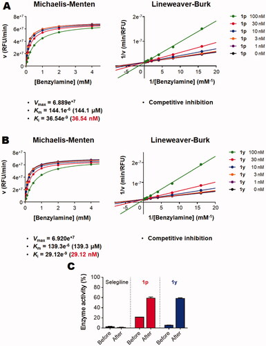 Figure 4. In vitro kinetic study and reversibility testing for inhibition of MAO-B by compounds 1p and 1y: (A) Kinetics of inhibition of MAO-B by different concentrations of compound 1p employing different concentrations benzylamine as a substrate; (B) Kinetics of inhibition of MAO-B by different concentrations of compound 1y employing different concentrations benzylamine as a substrate; (C) Reversibility testing for inhibition of MAO-B by compounds 1p and 1y.