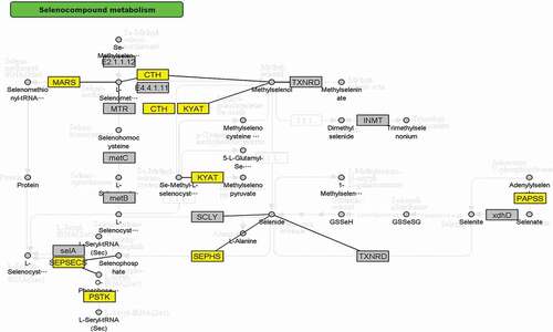 Figure 2. InCroMAP analysis results of Selenocompound metabolism pathway. The genes highlighted in yellow denote the genes analyzed by this study within the Selenocompound metabolism pathway.