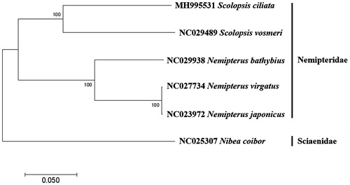 Figure 1. Phylogenetic tree of Lutjanus vitta within Lutjanidae. Phylogenetic tree of Scolopsis ciliata complete genome was constructed by MEGA7 software with Minimum Evolution (ME) algorithm with 1000 bootstrap replications. GenBank Accession numbers were shown followed by each scientific name.