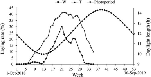Figure 1. The natural photoperiod and the laying rate of the Wanxi white goose and Yangzhou goose at Bengbu County. W, Wanxi white goose; Y, Yangzhou goose. Note: The first week was from 1 October 2018 to 7 October 2018.