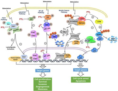 Figure 2 Selected signaling pathways regulated by PTL. The key components and signal transduction cascade reactions in NF-κB signaling, Wnt/β-catenin signaling, JAK/STAT signaling, FAK1 signaling, and p53 signaling were depicted, and the nodes targeted by PTL were labeled.