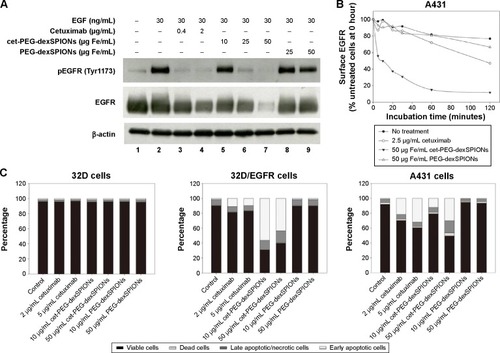 Figure 6 Therapeutic effect of cet-PEG-SPIONs.Notes: (A) Inhibition of epidermal growth factor-induced tyrosine phosphorylation of EGFR by cet-PEG-dexSPIONs. A431 cells were serum-starved overnight and then treated with cetuximab, cet-PEG-dexSPIONs, or PEG-dexSPIONs at varying doses for 2 hours at 37°C. A431 cells were further stimulated with 30 ng/mL EGF for 30 minutes at 37°C. Cell lysates were separated by electrophoresis, and immunoblotting was performed to detect the p-EGFR (Tyr1173) and total EGFR levels. β-actin was used as a loading control. A representative of three blots is shown. (B) EGFR internalization in response to cet-PEG-dexSPIONs treatment in A431 cells. Cells were incubated for the indicated times in the presence of cetuximab (2.5 μg/mL), cet-PEG-dexSPIONs (50 μg Fe/mL), or PEG-dexSPIONs (50 μg Fe/mL). After stripping off the surface-bound cetuximab or nanoparticles, the cells were stained on ice for one hour with PE-conjugated mouse anti-human EGFR monoclonal antibody to determine the EGFR level remaining on the cell surface by flow cytometry. The expression level of EGFR on untreated A431 cells at 0 hours was set at 100%. (C) Apoptosis-inducing activity of cet-PEG-dexSPIONs in EGFR-expressing cell lines analyzed by an Annexin V-fluorescein isothiocyanate/propidium iodide assay. The stacked bar graph shows the proportion of different cell populations among the EGFR-null 32D cells, EGFR-overexpressing 32D/EGFR cells, and A431 cells.Abbreviations: cet, cetuximab; dex, dextran; EGF, epidermal growth factor; PEG, polyethylene glycol; PE, phycoerythrin; SPIONs, superparamagnetic iron oxide nanoparticles; p-EGFR, phosphorylated epidermal growth factor receptor.