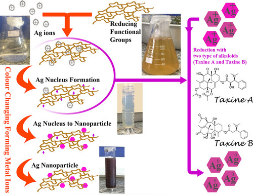 Figure 1 Silver nanoparticle synthesis using Taxus brevifolia extract.