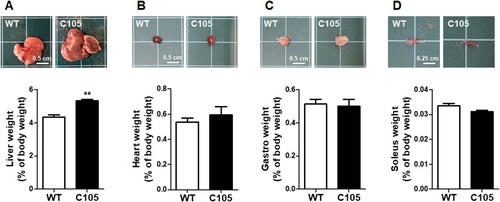 Figure 3. Organ weight of C105 mice. Liver, heart, gastro, and soleus weight of WT (n = 9) and C105 (n = 5) mice. **p < 0.01 compared with WT mice.