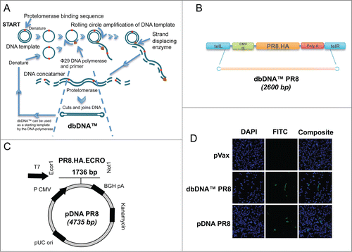 Figure 1. Construction and representative expression of dbDNA™ PR8 and pDNA PR8 constructs. (A) Process of enzymatic production of dbDNA™. Rolling circle amplification of the double-stranded DNA template results in concatamers that are cleaved and joined by the protelomerase TelN to yield the covalently closed, double-stranded cassette. (B) Schematic of the linear double-stranded dbDNA™ PR8 construct with end terminal single-stranded DNA hairpins. The end product was treated with restriction enzymes and exonuclease to remove plasmid backbone sequences. (C) Schematic of pDNA PR8 construct, PR8.HA.ECRO. ECRO refers to the gene sequence containing an IgE leader sequence [e] and the target sequence is codon [c] and RNA [r] optimized [o]. The sequence of PR8 was cloned into the pVax1 mammalian expression vector. The CMV promoter, HA gene, BGH poly A signal, kanamycin resistance gene, and pUC origin are shown. (D) Representative in vitro expression of the dbDNA™ PR8 and pDNA PR8 constructs. Expression was confirmed using transfected RD cells and a HA-tagged antibody. An empty vector (pVax) was used as a negative control. Results were analyzed with confocal imaging. Expression is indicated by fluorescein isothiocyanate (FITC) staining (green).