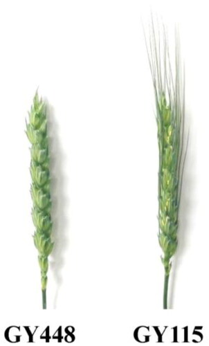 Figure 1. The awn phenotype of parents GY448 and GY115.