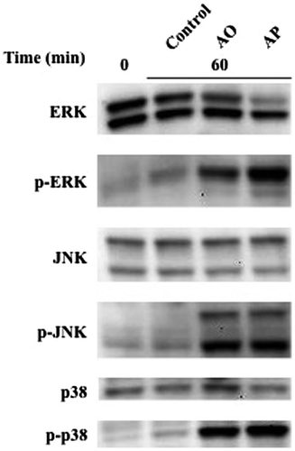 Fig. 6. Effects of AO and AP on the MAP kinase system in RAW264.7 cells.