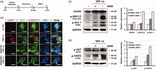 Figure 4. CXCL12/CXCR4 activates ERK/ELK-1 and AKT/STAT3-signalling pathways in iCSCs. (a) Experimental procedure for the activation of CXCL12/CXCR4 in iCSCs. (b) Immunofluorescence images of pELK-1 subcellular distribution. (c) Western blot images of ERK1/2 (Thr202-204) and ELK-1 (Ser383) phosphorylation in response to SDF-1α/CXCL12 in iCSCs. A graph shows quantification of the western blotting results. (d) Western blot images of AKT (Ser4732) and STAT3 (Tyr705) phosphorylation in response to SDF-1α/CXCL12 in iCSCs. A graph shows quantification of the western blotting results.