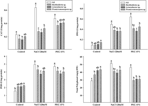 Figure 3. Effect of salinity, drought stress, and PGPR application on the antioxidant enzymes (CAT, PPO and POD), and antioxidants (total polyphenols). Cucumber plants were inoculated with PGPRs viz. B. cepacia, Promicromonospora sp., and A. calcoaceticus. For each set of treatment, the different letter indicates significant differences (P < 0.05) between control and PGPRs treatments as evaluated by Duncan multiple range test. Error bars refer to SE of three replications comprising 27 plants.