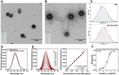 Figure 2 QB-mAb probes characterization. TEM images of QBs (A) and QB-mAb probes (showing the protein halo) (B). The diameter dimensions of QBs and QB-mAb probes (C). Fluorescence spectra of QB-mAb probes solution compared with QBs diluted directly into equal volume solution excited by 365 nm (D), and fluorescence intensity of QB-mAb probes solution prepared with increasing concentrations of QBs (E). The standard curve of binding rate against concentration of QB-mAb probes by ELISA employing rCLP antigens (F). The binding rate is defined as B/B0, where B is the response fluorescence intensity of probes with different concentrations, and B0 is the maximal response value.