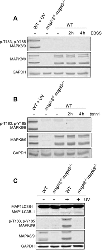 Figure 3. Effect of starvation and MTOR inhibition on MAPK8/9 activation is not sufficient to cause autophagy. (a and b) MAPK8/9 activation in immortalized MEFs was examined by immunoblot analysis of p-Thr183/Tyr185 MAPK8/9, MAPK8/9, and GAPDH in cells after incubation (2 or 4 h) with EBSS containing 5 mM glucose (a) or 250 nM torin 1 (b). Lanes 1 and 2 represent positive and negative controls: lysates of WT MEFs exposed to 60 J/m2 UV and mapk8−/- mapk9−/- MEFs, respectively. (c) WT and mapk8−/- mapk9−/- immortalized MEFs were exposed to UV radiation (60 J/m2) and cell extracts were prepared at 45 min post-irradiation. The expression of LC3B, p-Thr183/Tyr185 MAPK8/9, MAPK8/9, and GAPDH was examined by immunoblot analysis