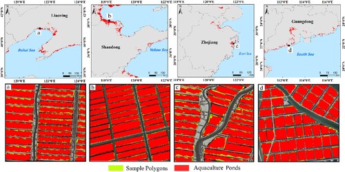 Figure 11. Comparison of aquaculture ponds extracted with sample polygons obtained by automated extraction based on Google Earth. (a) Liaodong Bay, Liaoning Province; (b) Bohai Bay, Shandong Province; (c) Sanmen Bay, Zhejiang Province; (d) Jiao Bay, Guangdong Province.