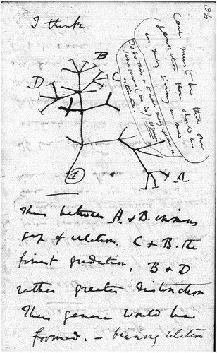 Figure 2. Page 36 of Darwin’s Notebook B, CUL-DAR121. Reproduced by kind permission of the Syndics of Cambridge University Library. Beneath the diagram we can read ‘Thus between A and B immense gap of relation, C & B. The finest gradation, B & D rather greater distinction Thus genera would be formed. Bearing relation’.