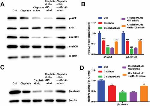 Figure 6. Lido repressed AKT/mTOR and β-catenin pathways via down-regulating miR-10b level. After transfection with NC mimic or miR-10b mimic, MGC-803/DDP cells were treated by cisplatin (30 µg/mL) in combination with Lido (100 µM). (a-b) The phosphorylation levels of AKT and mTOR were determined by western blot, (c-d) the β-catenin levels were also determined by western blot. * denotes p < 0.05 and *** denotes p < 0.001 vs. control (Ctrl) group. # denotes p < 0.05 and ### denotes p < 0.001 vs. cisplatin group. ^ denotes p < 0.05 and ^^^ denotes p < 0.001 vs. cisplatin + Lido + NC mimic group.